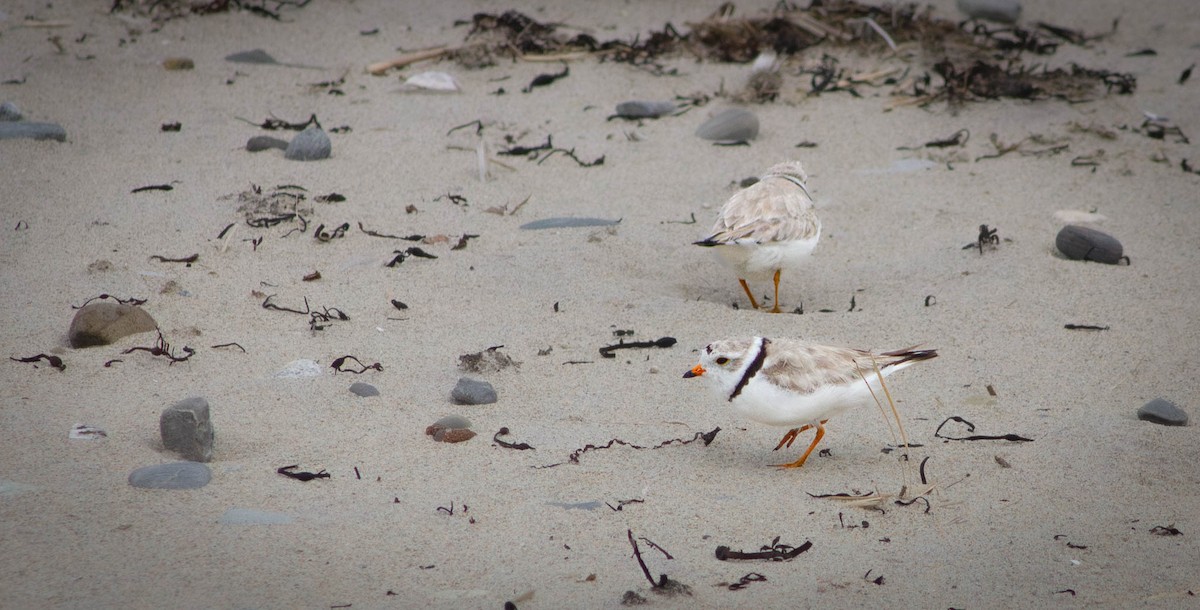 Piping Plover - ML620974092