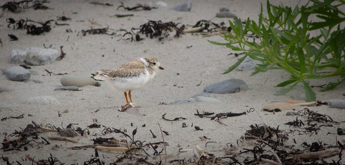 Piping Plover - ML620974093