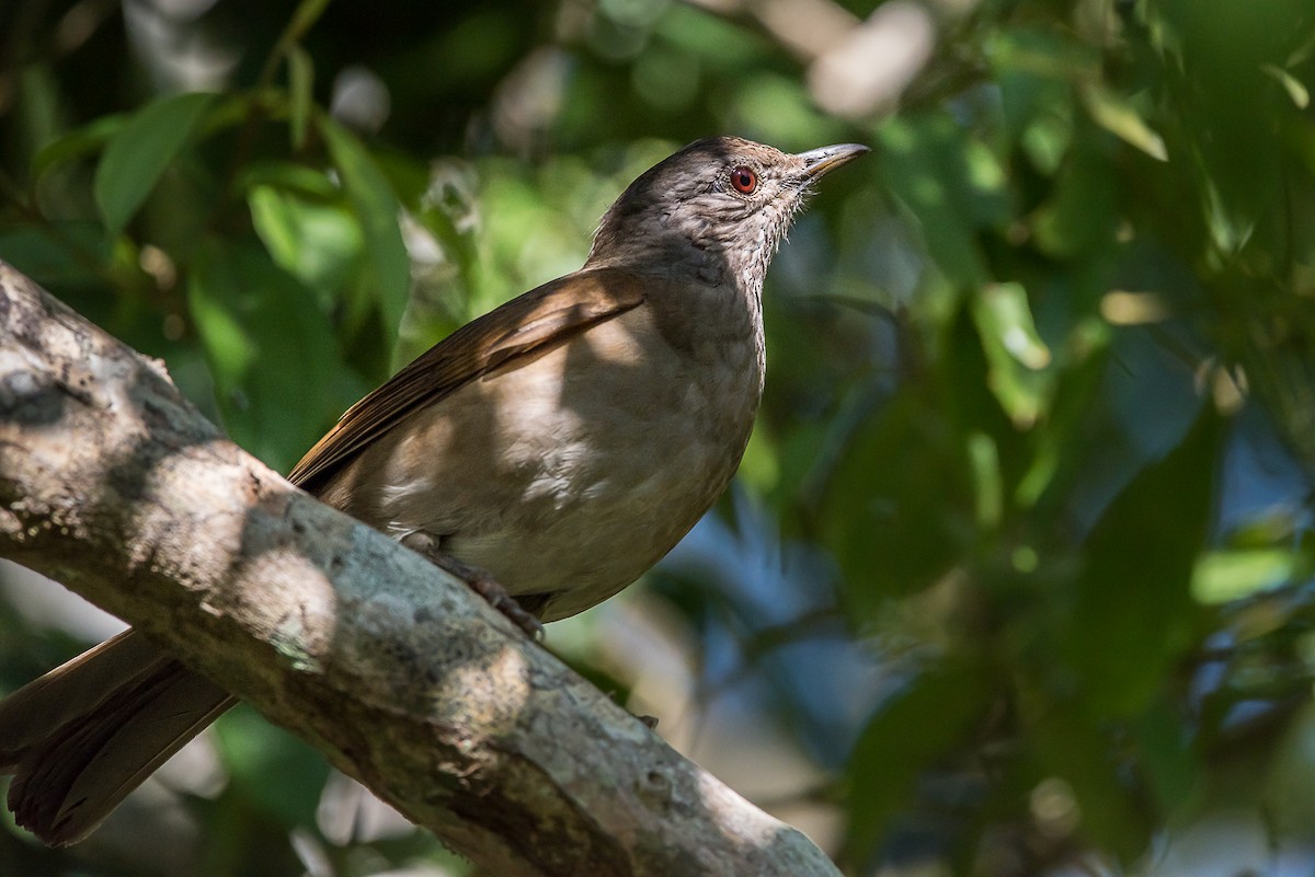 Pale-breasted Thrush - ML620974105