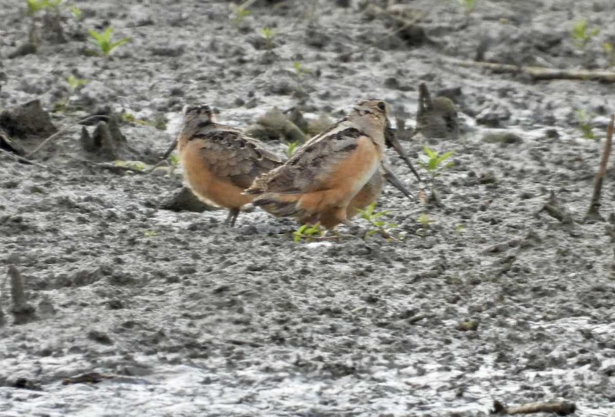 American Woodcock - ML620974138