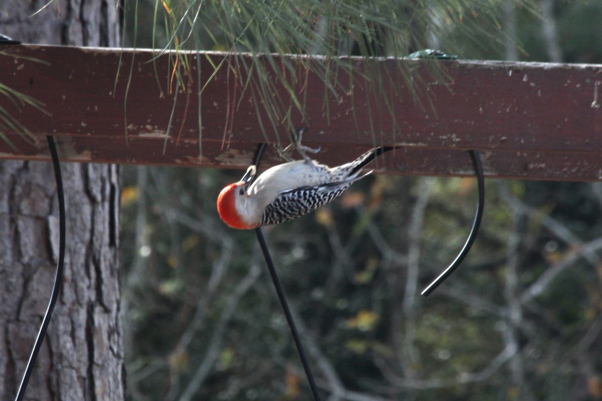 Red-bellied Woodpecker - ML620974149