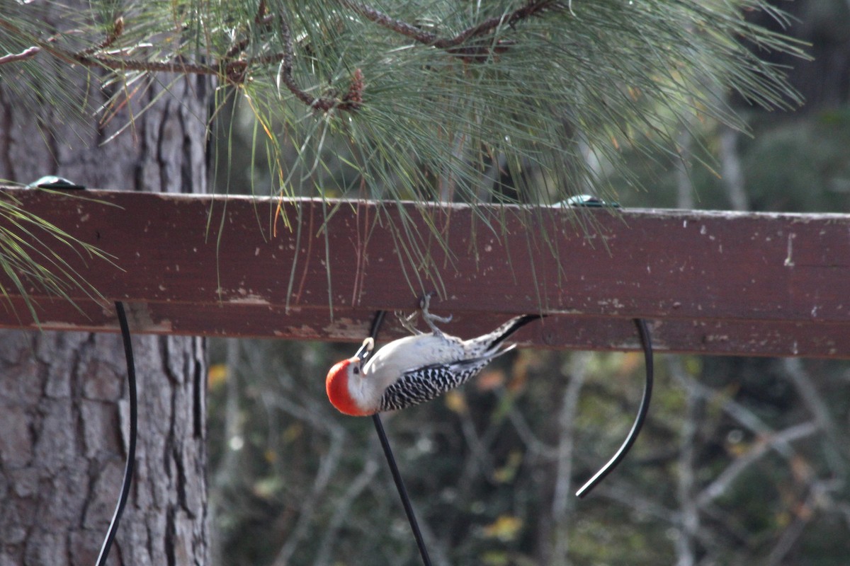 Red-bellied Woodpecker - ML620974150