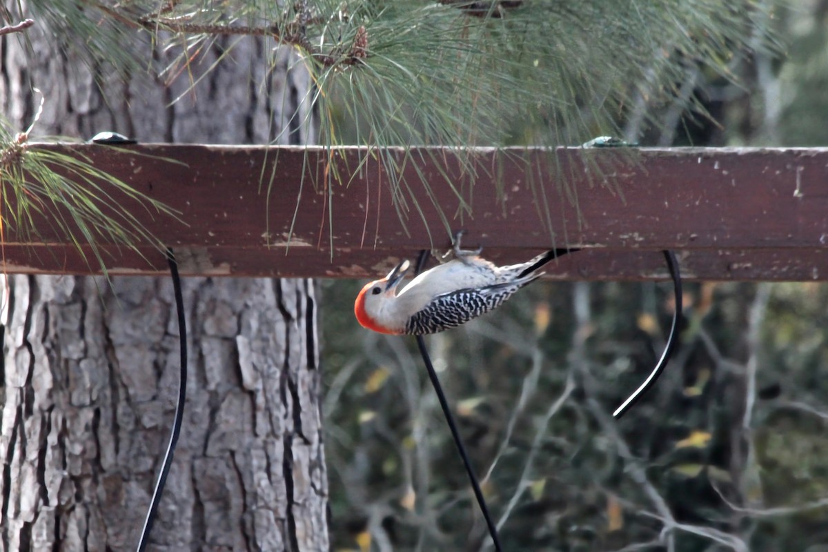 Red-bellied Woodpecker - ML620974151