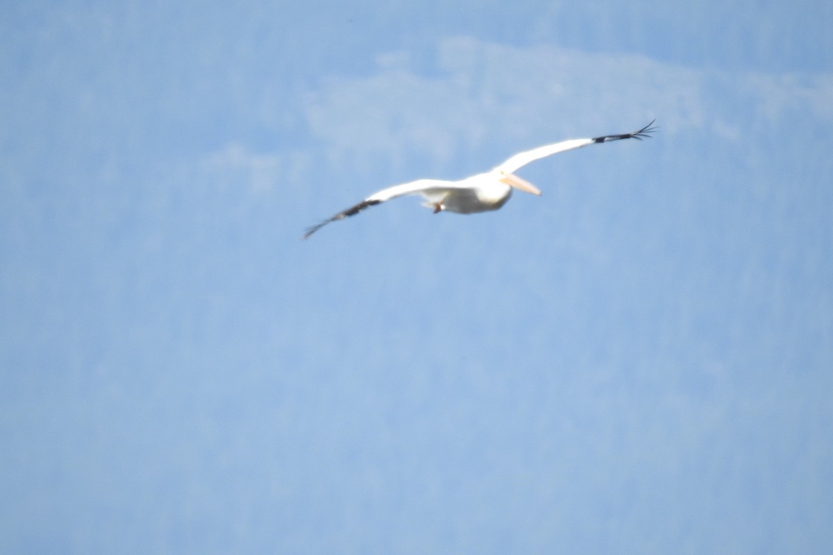 American White Pelican - ML620974165
