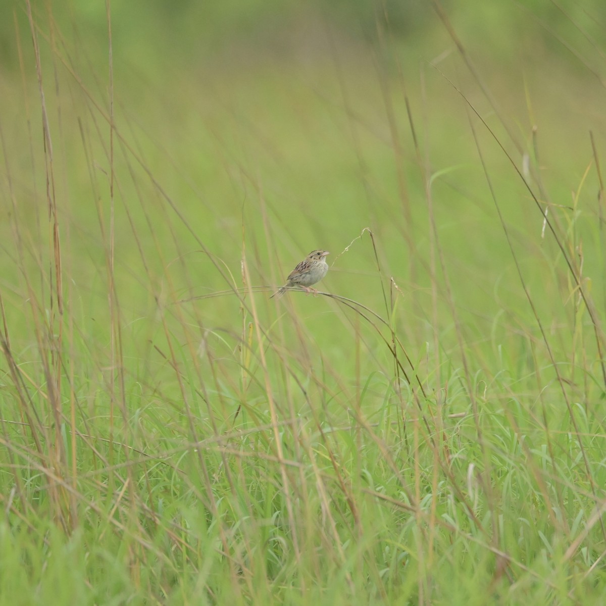 Henslow's Sparrow - ML620974186