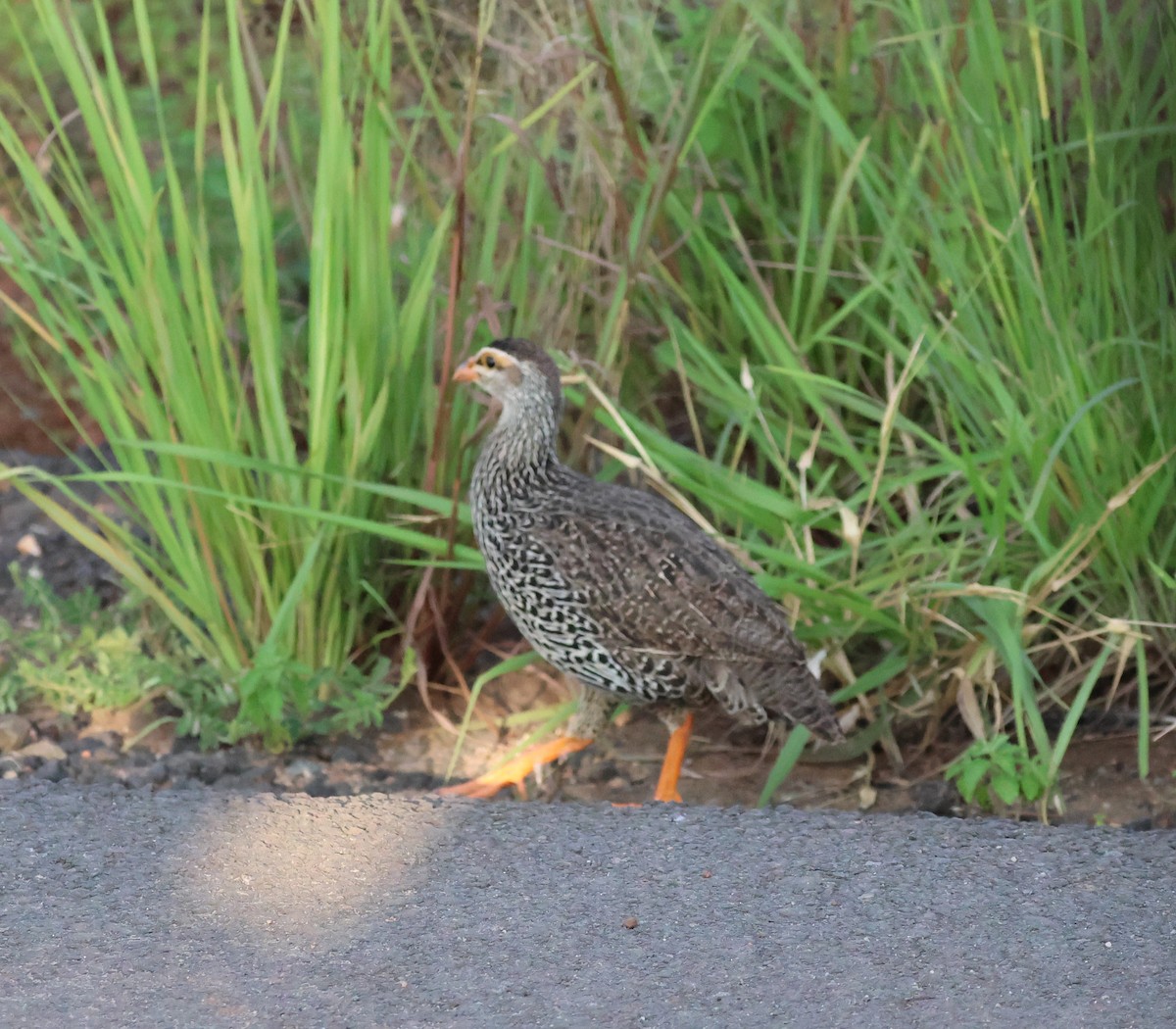 Red-necked Spurfowl - ML620974212