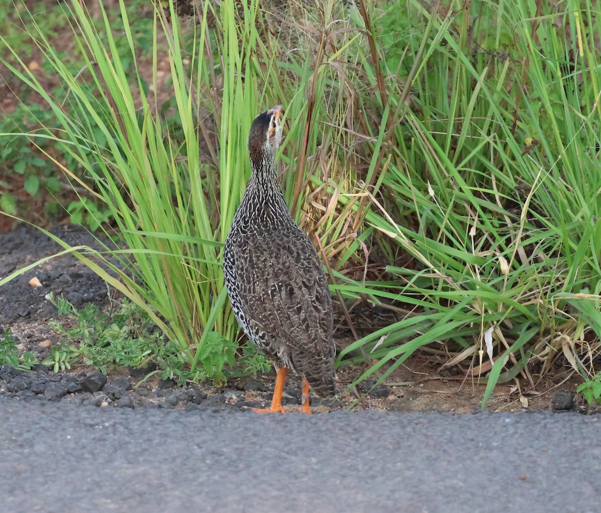 Red-necked Spurfowl - ML620974216