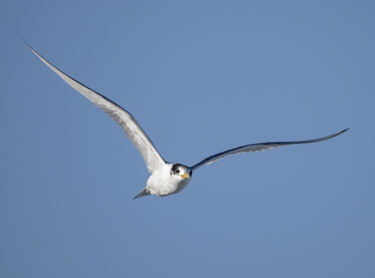 Great Crested Tern - ML620974229