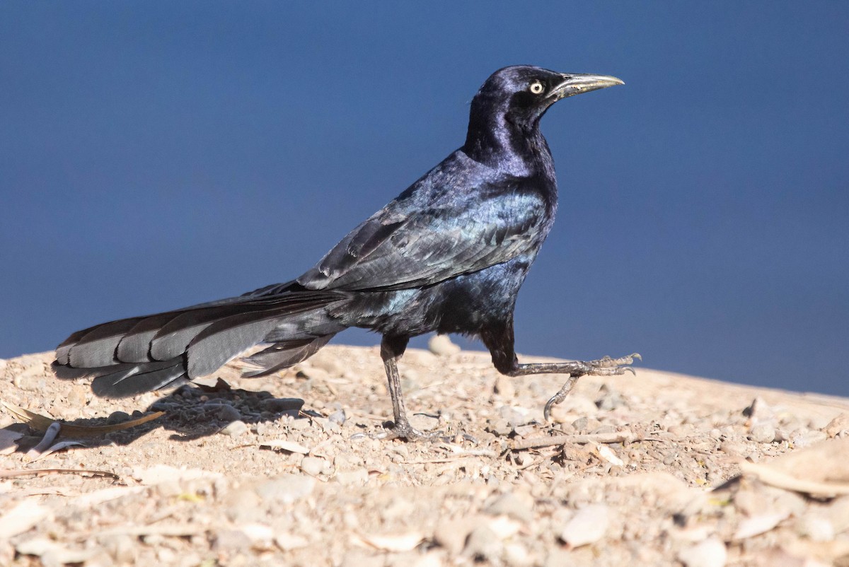 Great-tailed Grackle - ML620974237