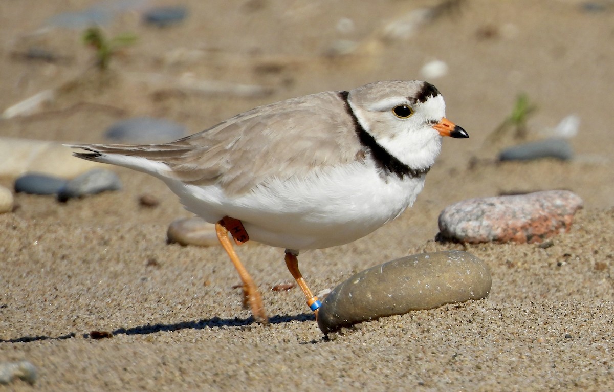 Piping Plover - ML620974246