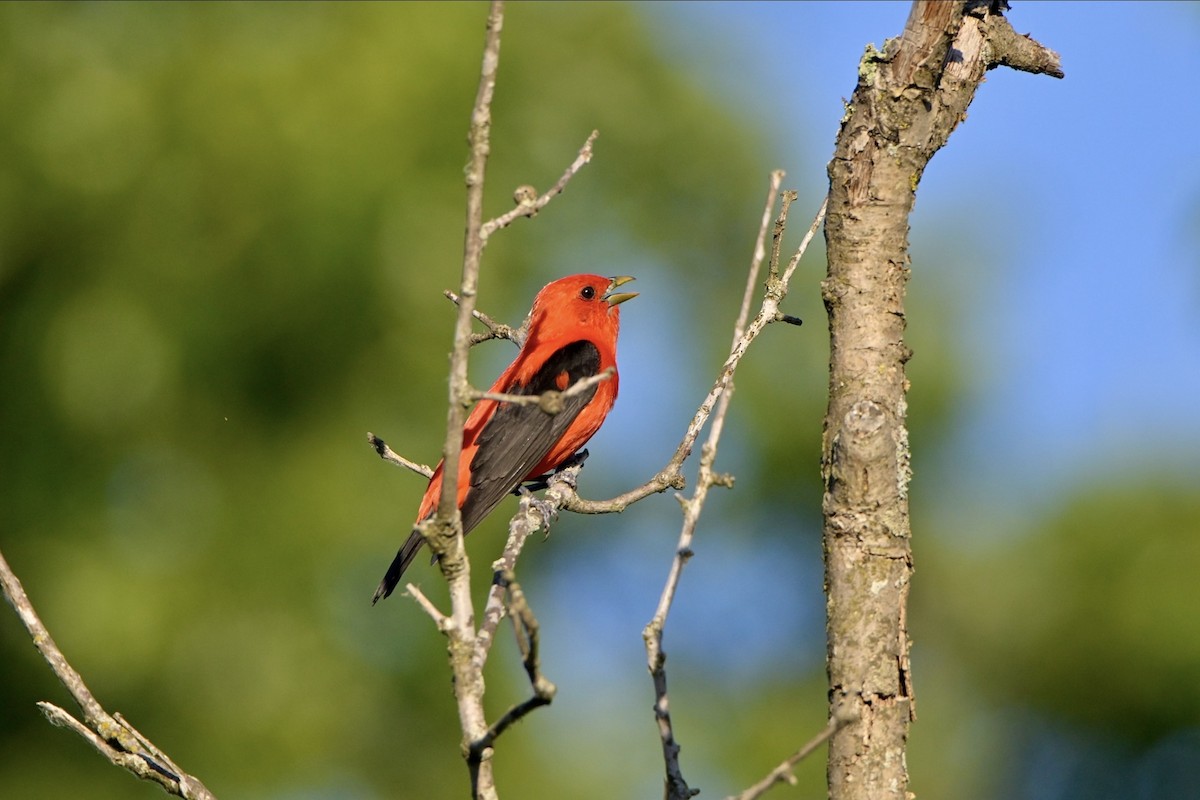 Scarlet Tanager - ML620974259