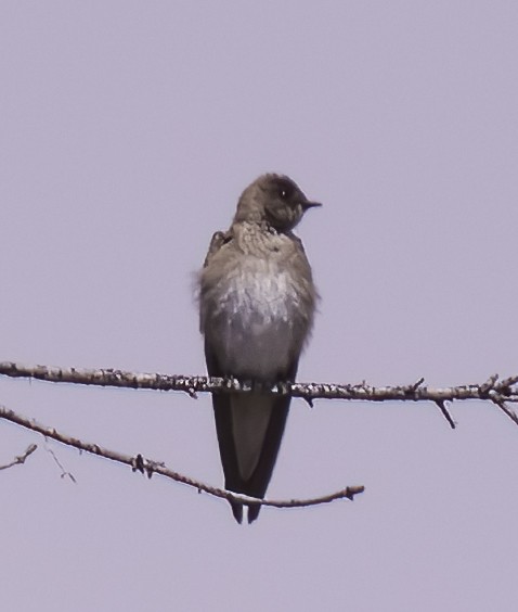 Northern Rough-winged Swallow - ML620974267