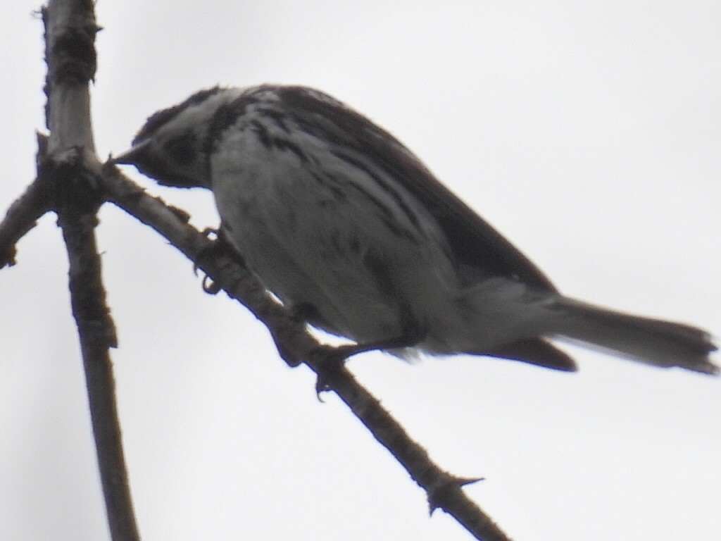 Black-throated Gray Warbler - ML620974280