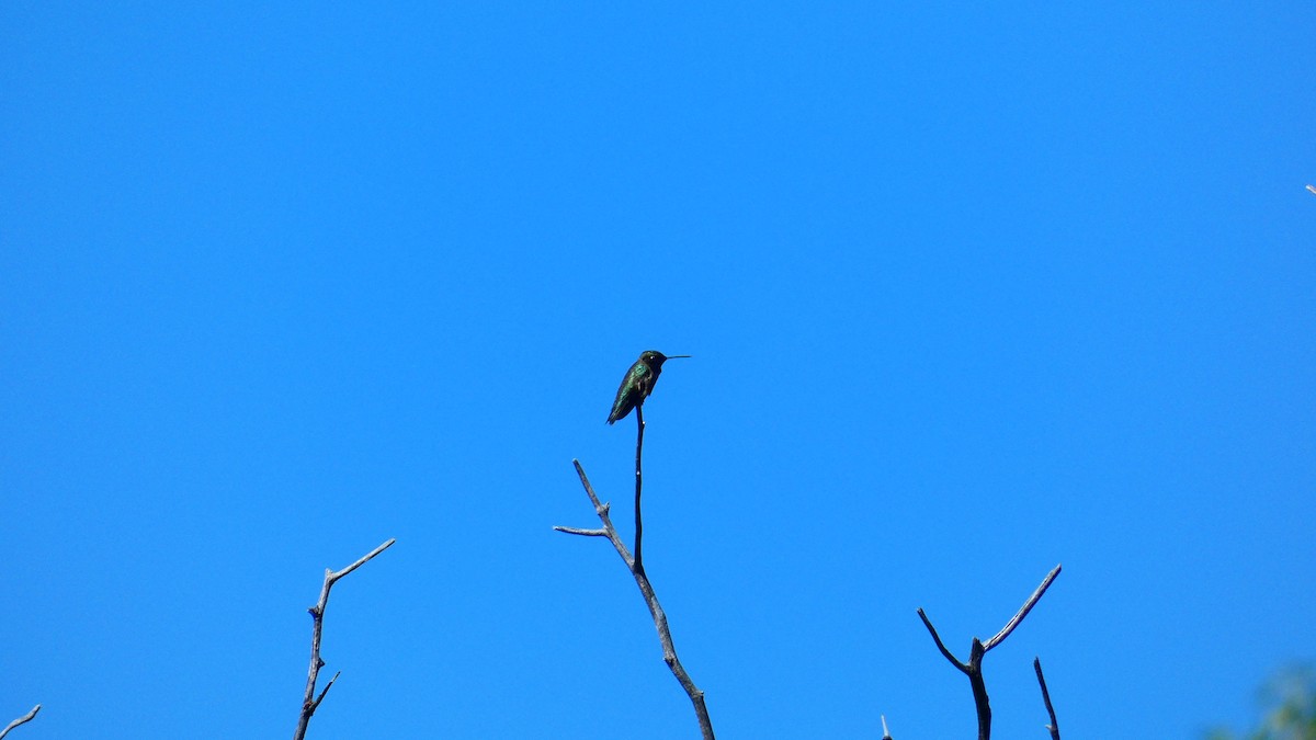 Black-chinned Hummingbird - ML620974283