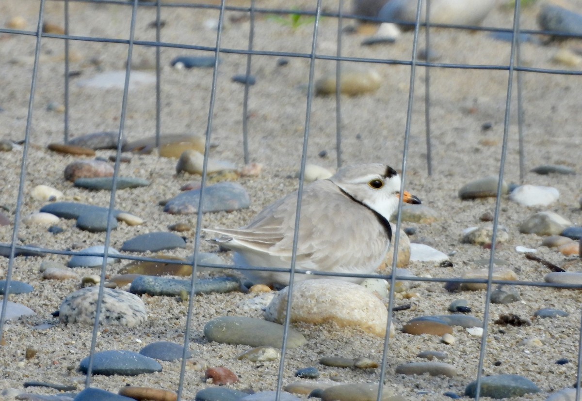 Piping Plover - ML620974293