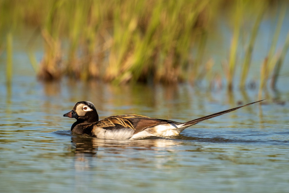 Long-tailed Duck - ML620974295