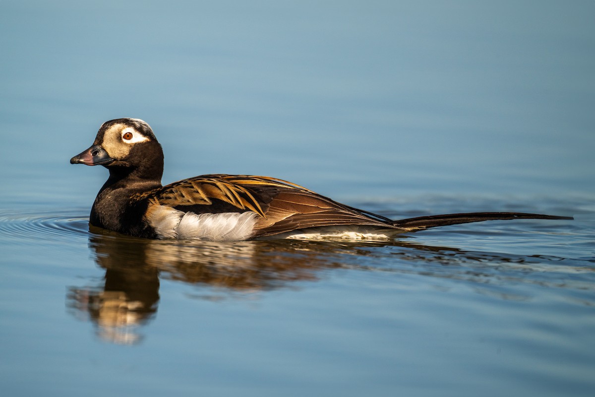 Long-tailed Duck - ML620974296