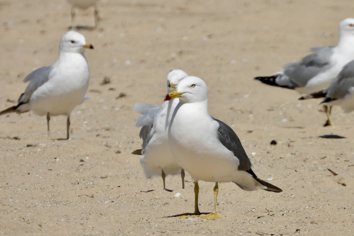 Black-tailed Gull - ML620974340