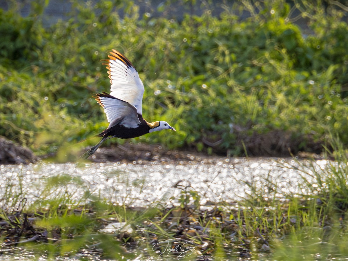 Pheasant-tailed Jacana - Jopet Sy