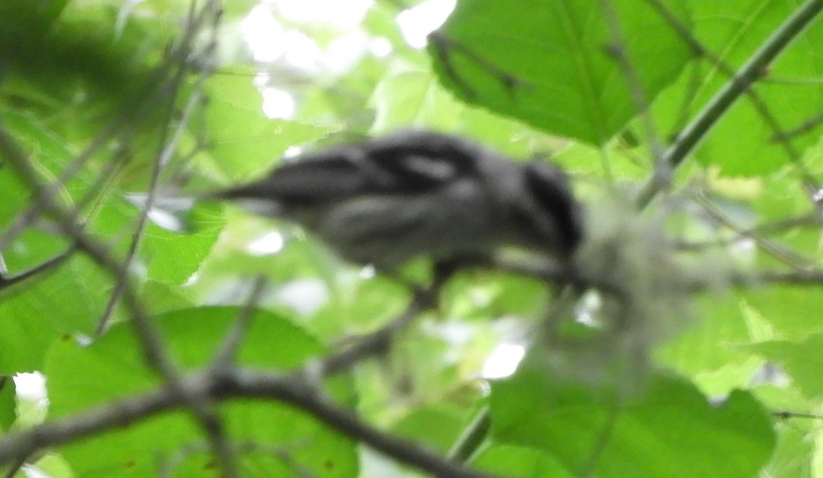 Black-and-white Warbler - ML620974350