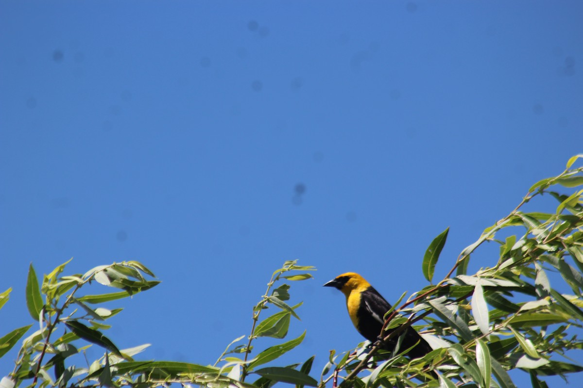 Yellow-headed Blackbird - ML620974359