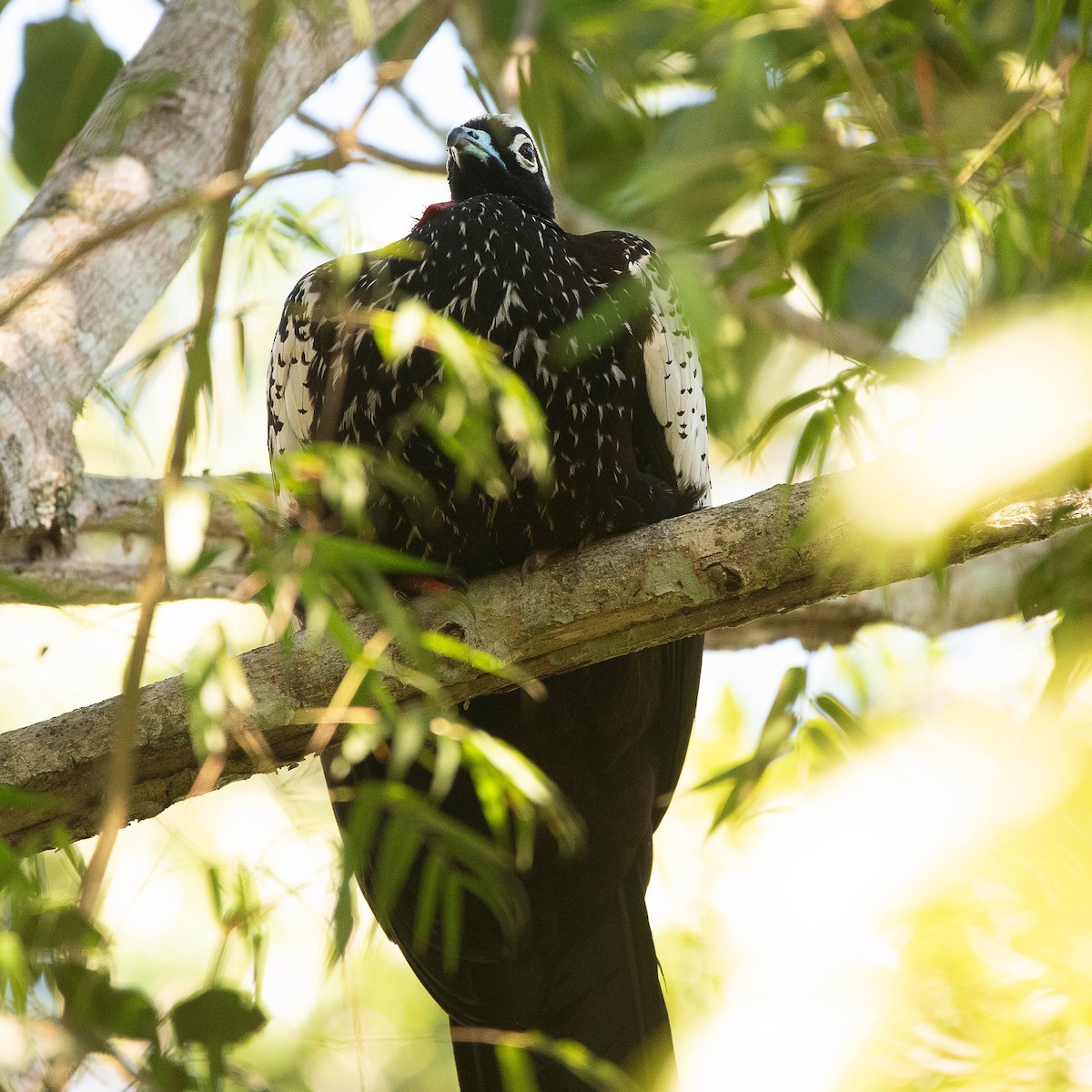 Black-fronted Piping-Guan - ML620974397