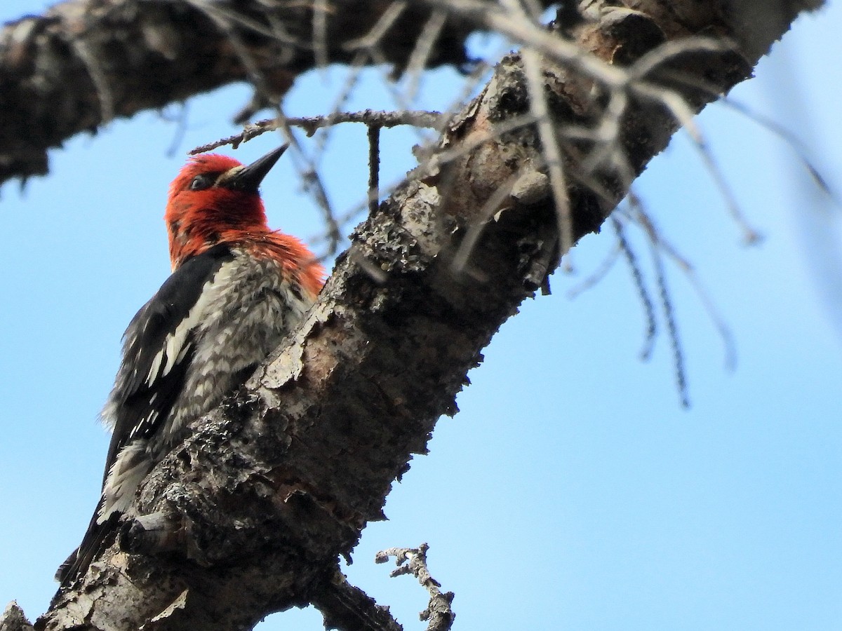 Red-breasted Sapsucker - ML620974399