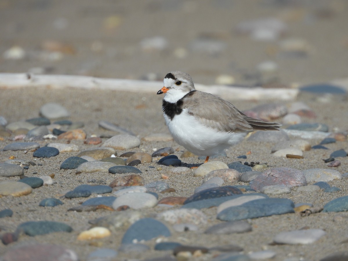 Piping Plover - ML620974400