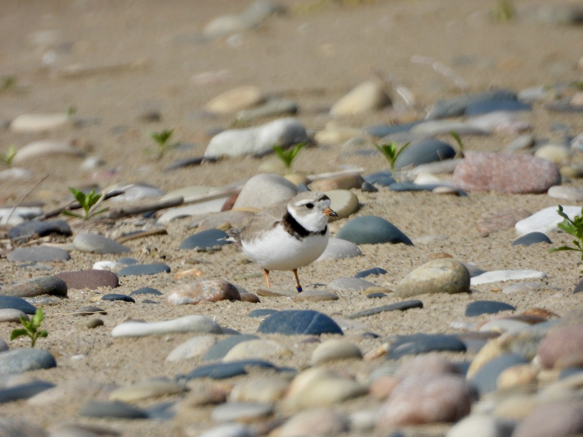 Piping Plover - ML620974406
