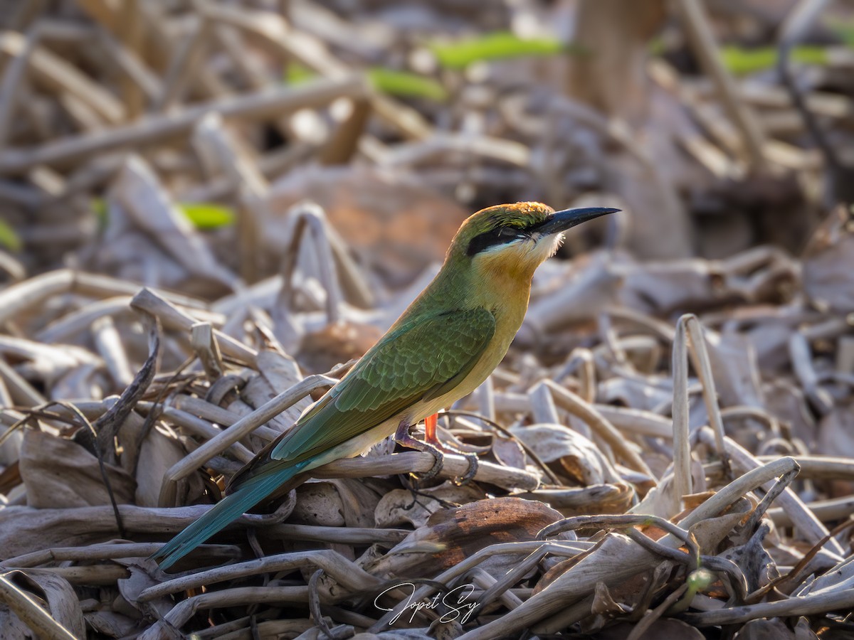 Blue-tailed Bee-eater - ML620974409