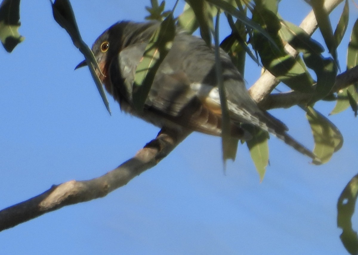 Fan-tailed Cuckoo - ML620974435