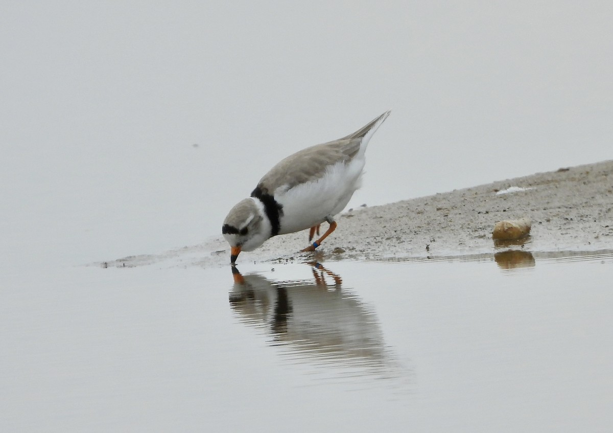 Piping Plover - ML620974436