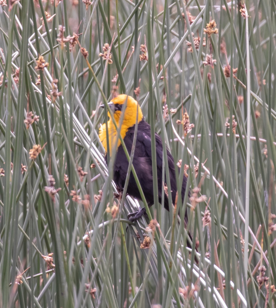 Yellow-headed Blackbird - David Hoar
