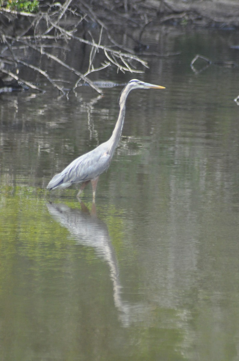 Great Blue Heron - ML620974449