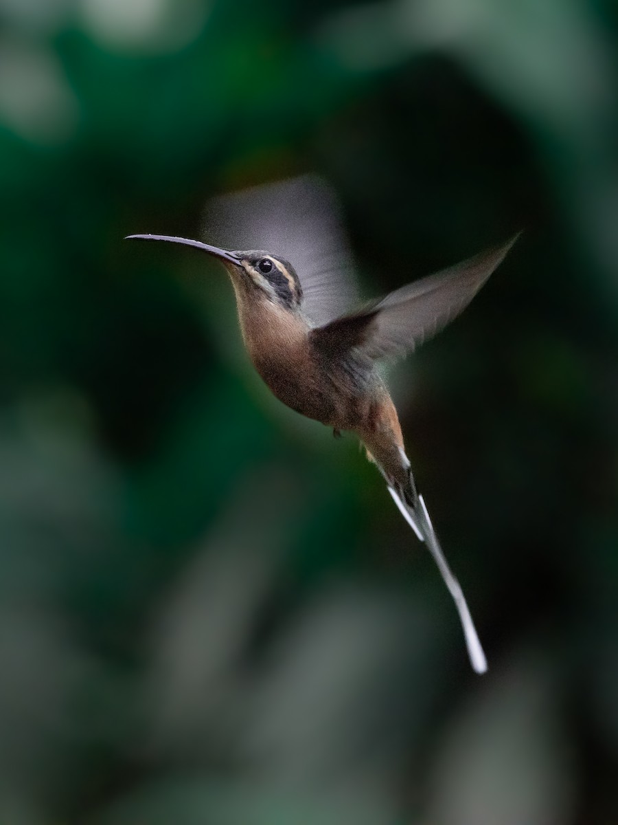 Planalto Hermit - Emiliano Landi