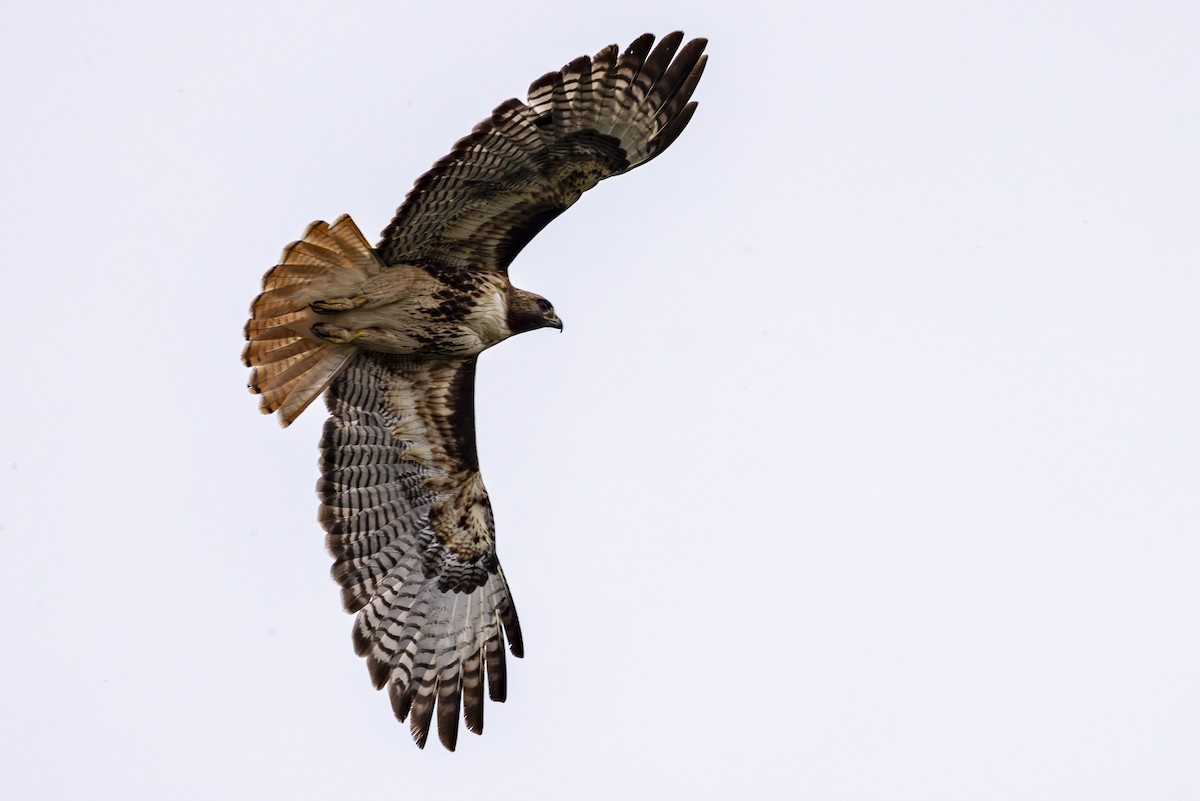 Red-tailed Hawk - ML620974495
