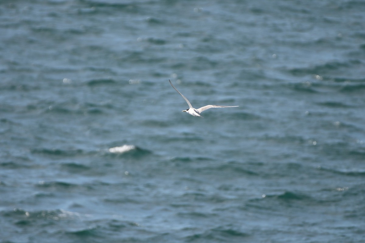 Great Crested Tern - ML620974499