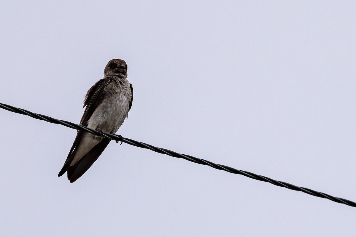 Northern Rough-winged Swallow - ML620974513