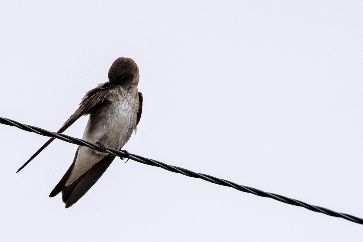 Northern Rough-winged Swallow - ML620974514
