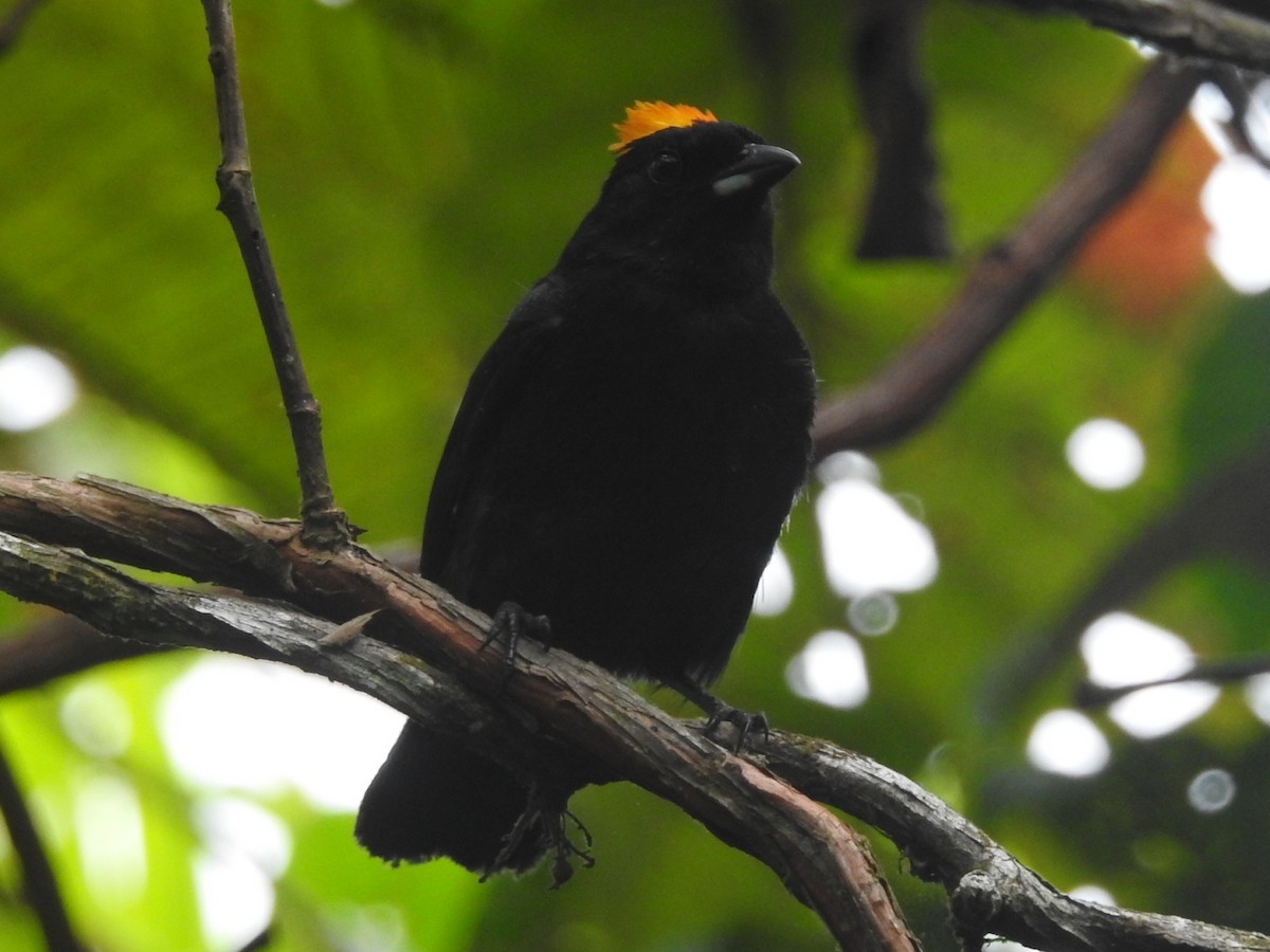 Tawny-crested Tanager - ML620974517