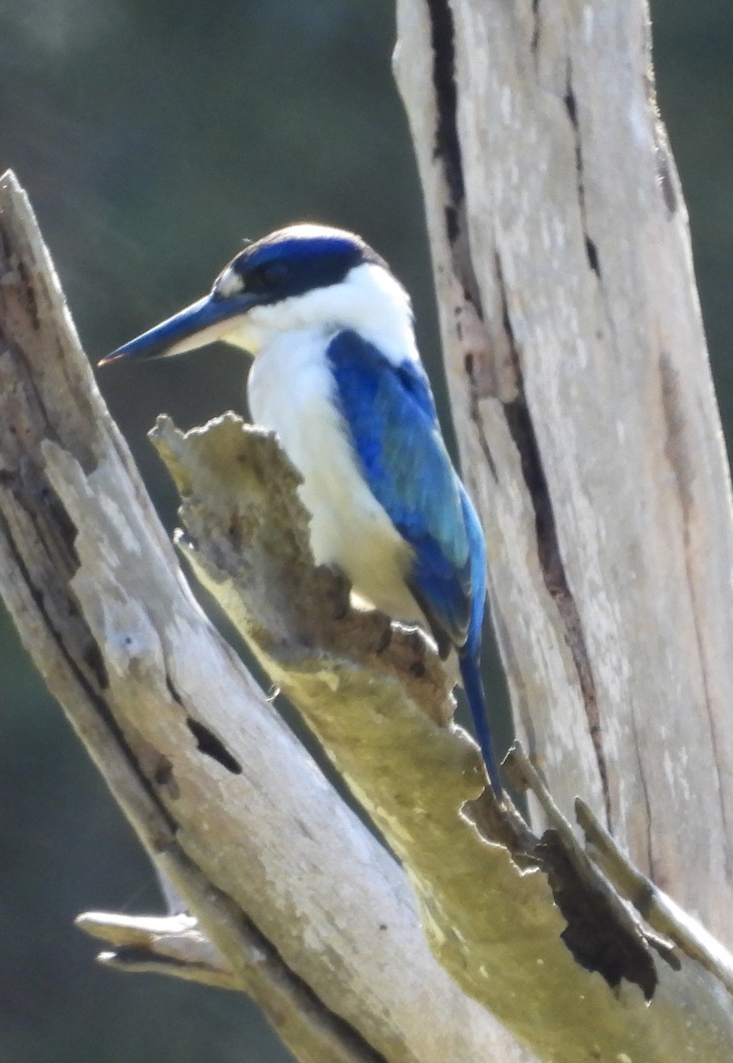 Forest Kingfisher - ML620974534