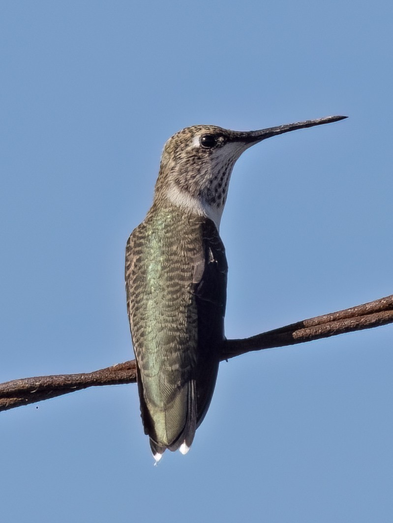 Black-chinned Hummingbird - ML620974538