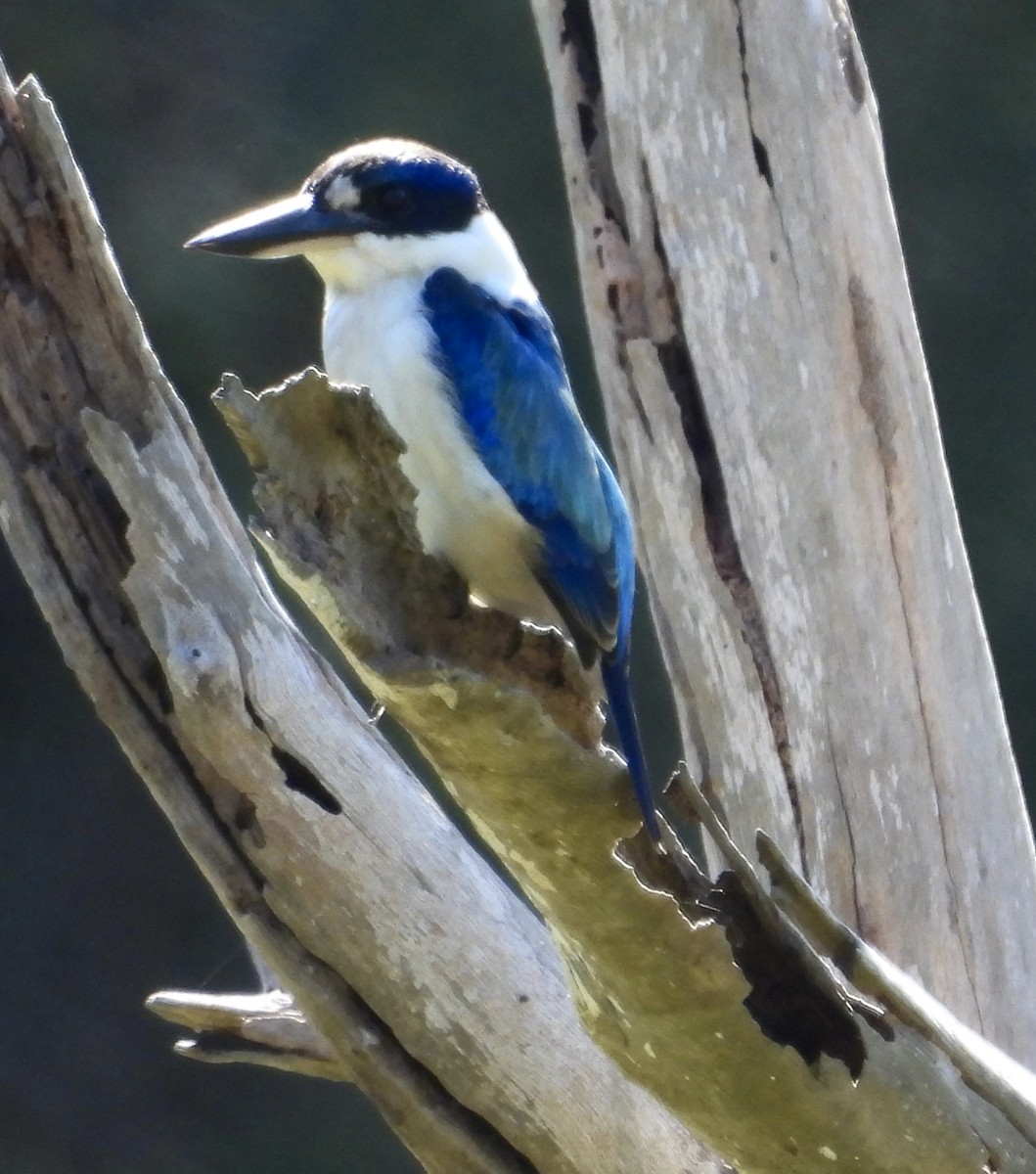 Forest Kingfisher - ML620974539