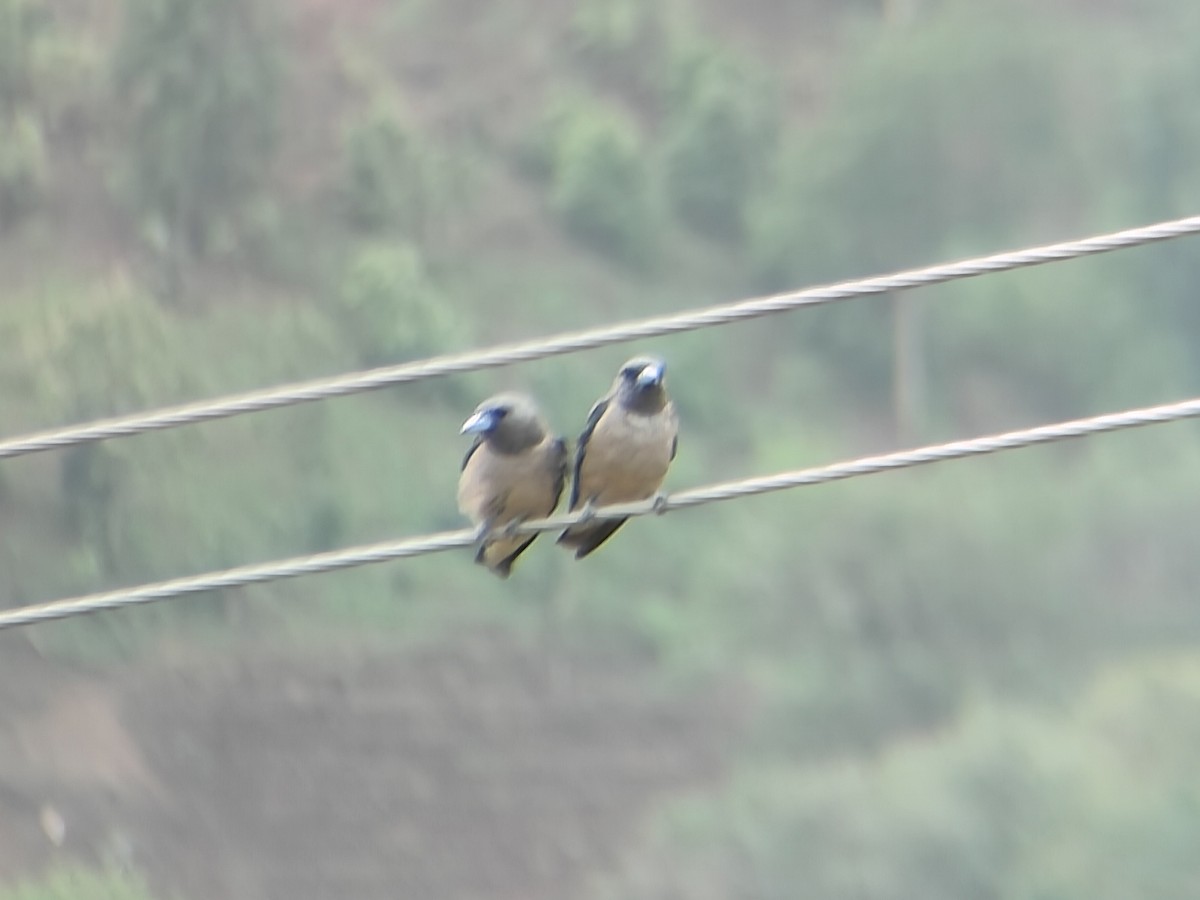 Ashy Woodswallow - ML620974540