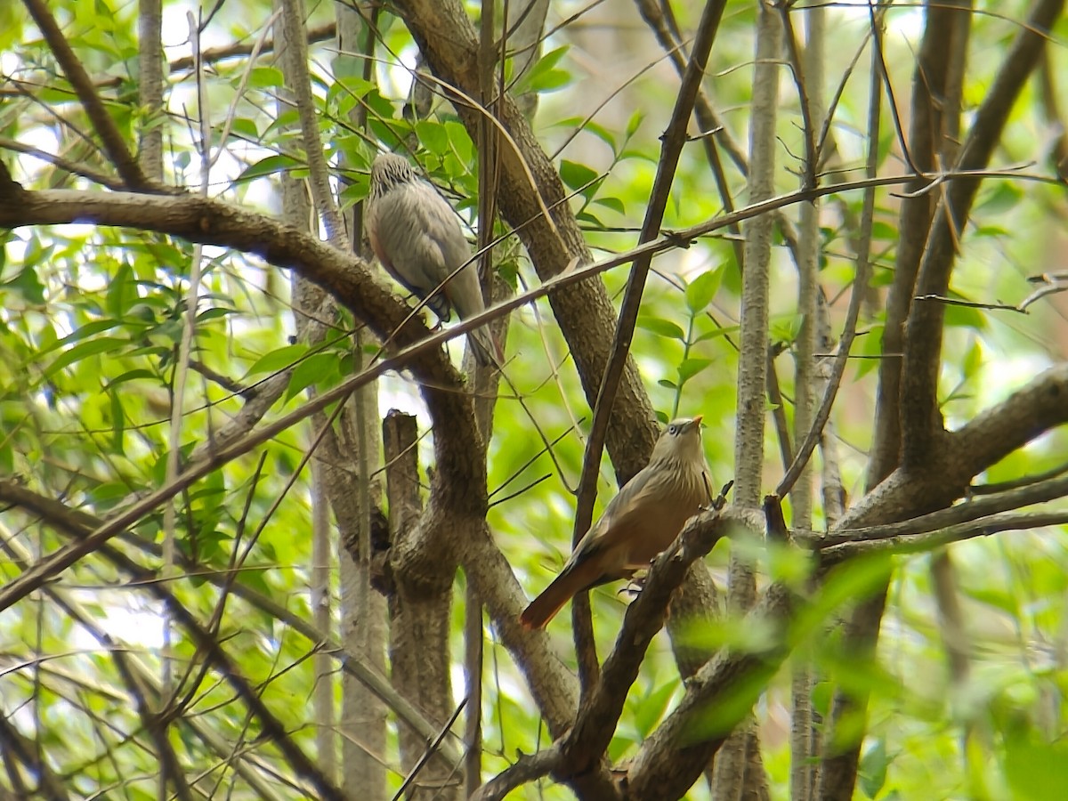 Chestnut-tailed Starling - ML620974548