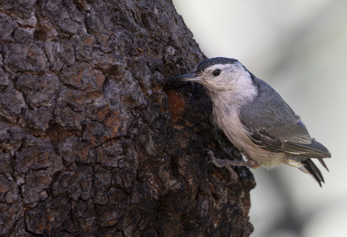 White-breasted Nuthatch - ML620974570