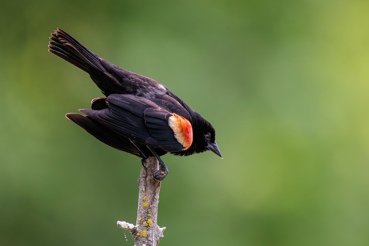 Red-winged Blackbird - ML620974573