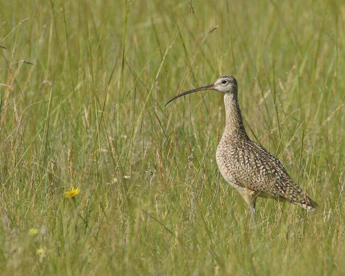 Long-billed Curlew - ML620974580