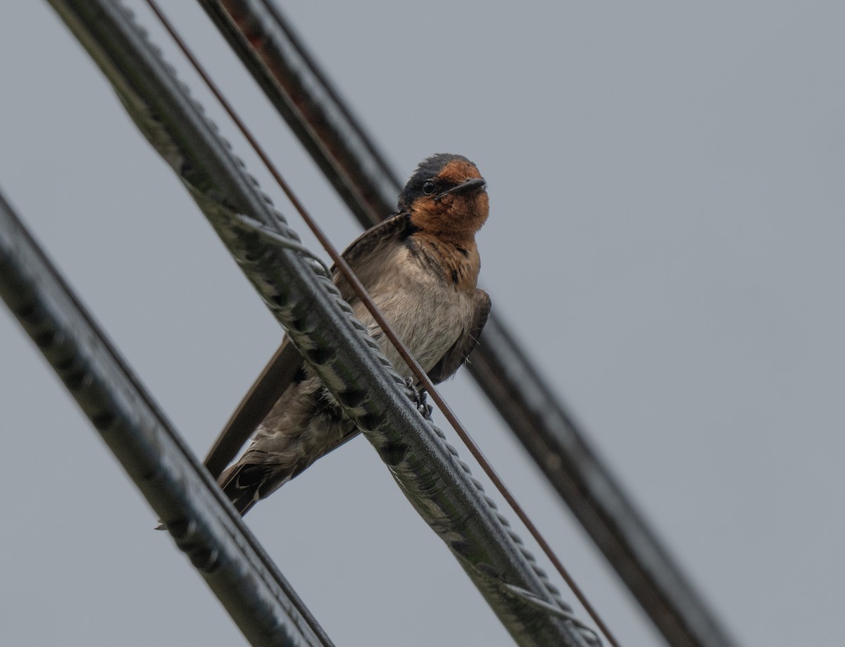 Pacific Swallow - ML620974587
