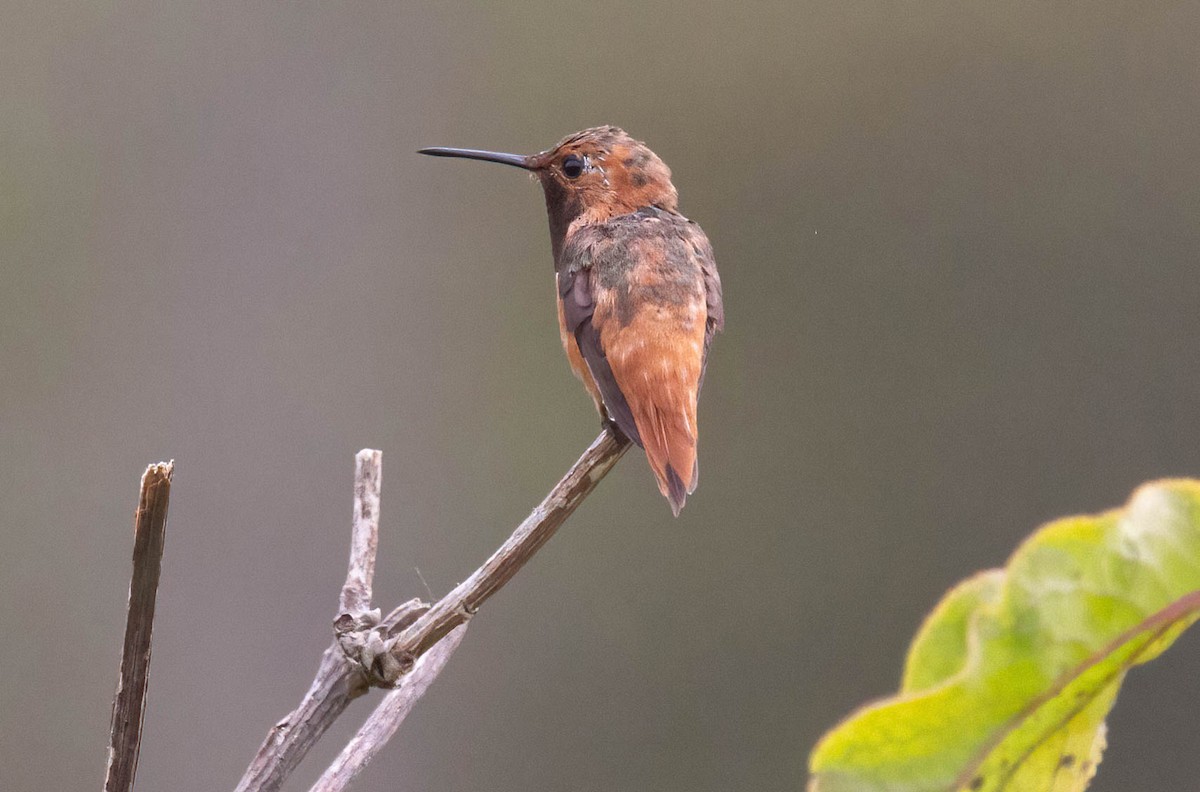 Allen's Hummingbird - John Scharpen